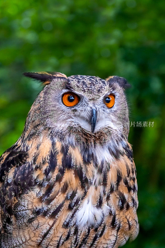 欧亚鹰鸮(Bubo Bubo)近照